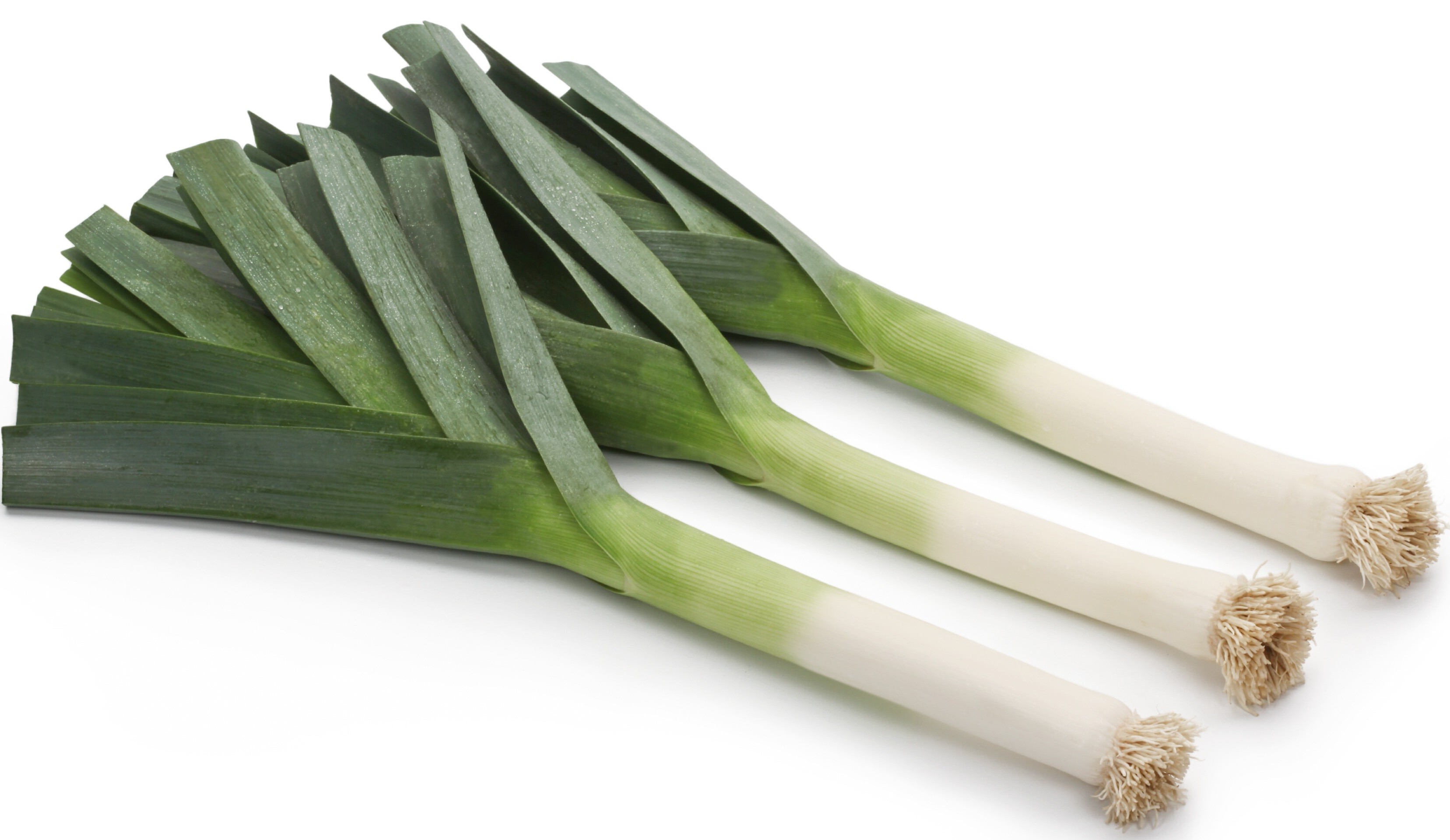 Pictures Of Leeks 121